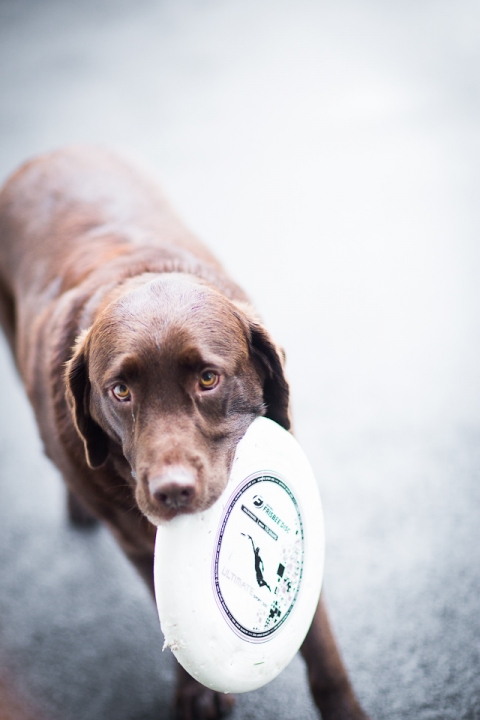 wny_wedding_photography_becker_farms-4